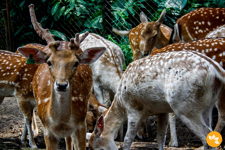 Zoológico Gramadozoo - Turismo Gramado